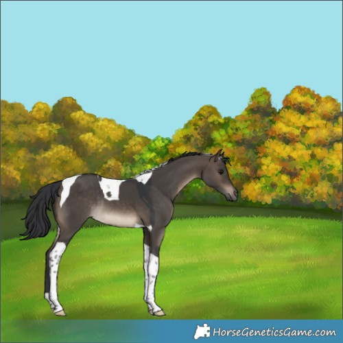 Horse Color:Brown Dun Tobiano Rabicano 