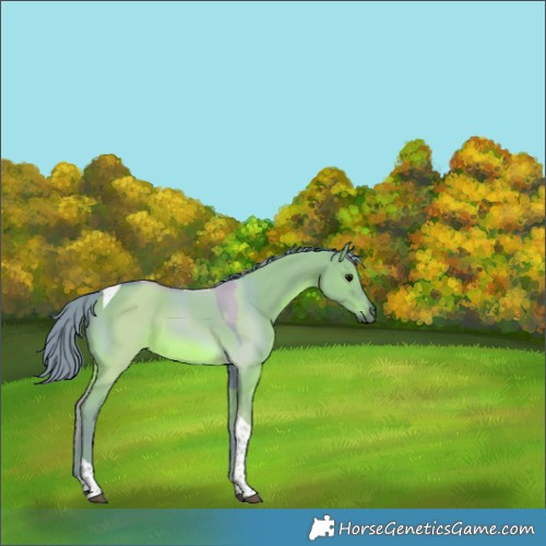 Horse Color:Watercolor Grullo Tobiano Rabicano 