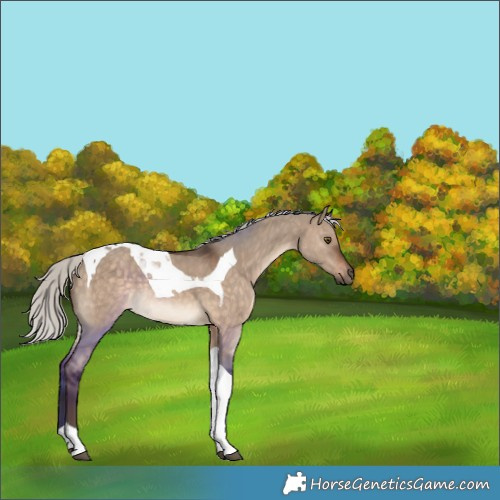 Horse Color:Silver Brown Dun Tobiano 