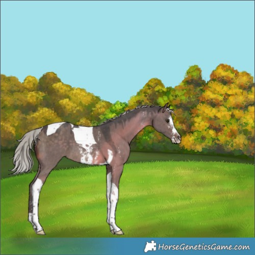 Horse Color:Silver Brown Dun Sabino Tobiano 