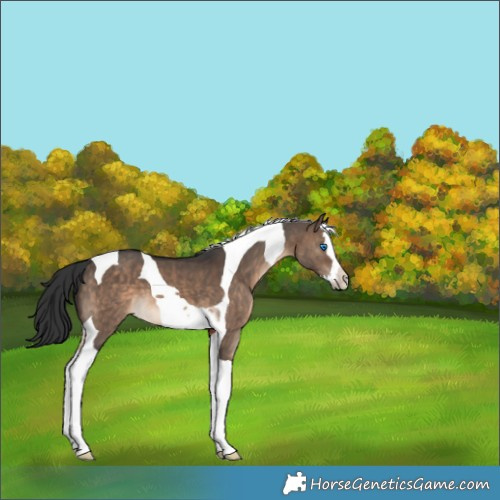 Horse Color:Brown Dun Splash Tobiano 