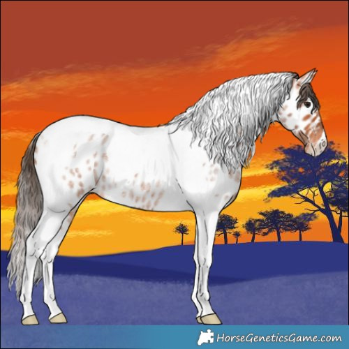 Horse Color:Bay Roan Tobiano Appaloosa 