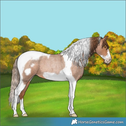 Horse Color:Brown Roan Pearl Tobiano Frame
