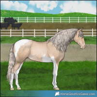 Horse Color:Chocolate Palomino Pearl Tobiano 