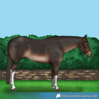 Horse Color:White Spotted Liver Chestnut 