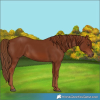 Horse Color:Chestnut 