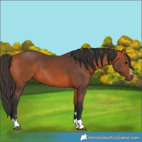 Horse Color:Bay 