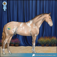 Horse Color:White Spotted Bay Pearl Tobiano Rabicano 