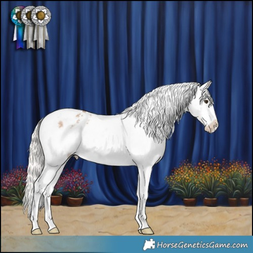 Horse Color:Silver Bay Dun Sabino Appaloosa 