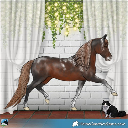 Horse Color:Powder White Liver Chestnut Sabino