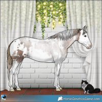 Horse Color:White Spotted Liver Red Roan Splash Rabicano 