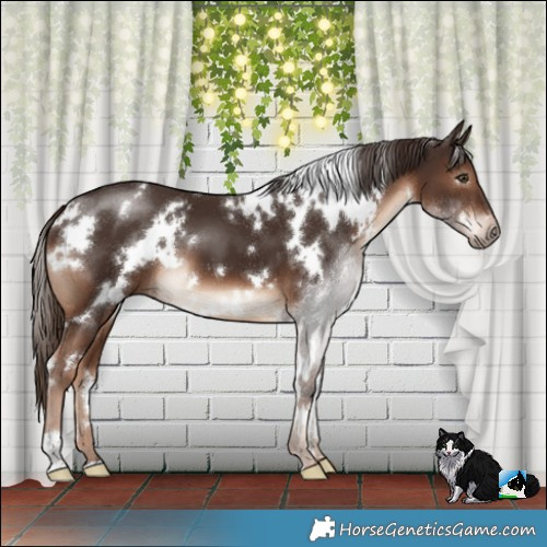 Horse Color:White Spotted Liver Chestnut 