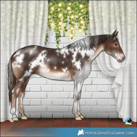 Horse Color:White Spotted Liver Chestnut