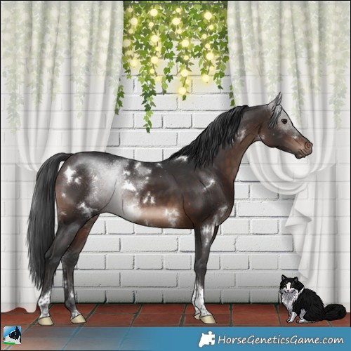 Horse Color:White Spotted Brown Tobiano Rabicano 