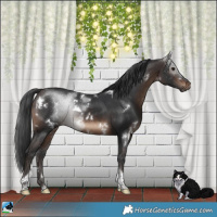 Horse Color:White Spotted Brown Tobiano Rabicano 