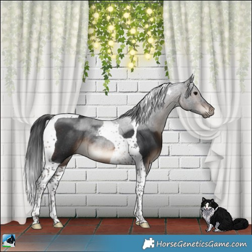 Horse Color:Brown Tobiano Rabicano 