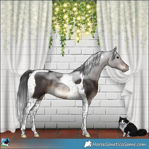 Horse Color:Brown Tobiano Rabicano