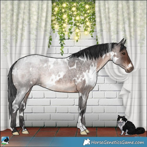 Horse Color:White Spotted Brown Roan Mushroom 