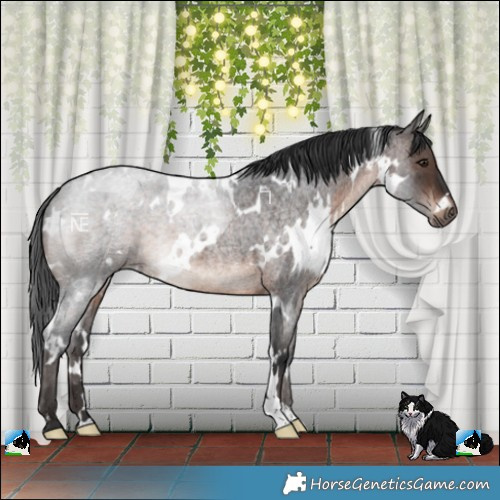 Horse Color:White Spotted Brown Roan Mushroom 