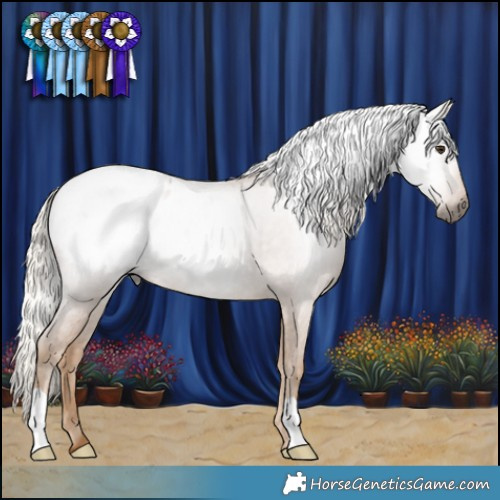 Horse Color:Gray Palomino Appaloosa 