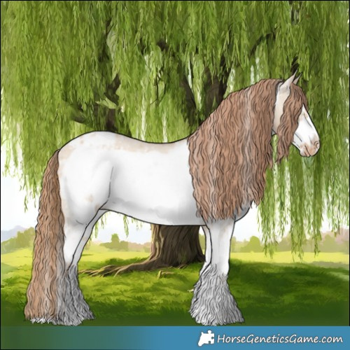 Horse Color:Red Dun Sabino Frame Appaloosa 