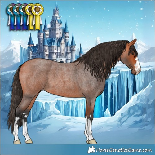 Horse Color:Bay Roan 
