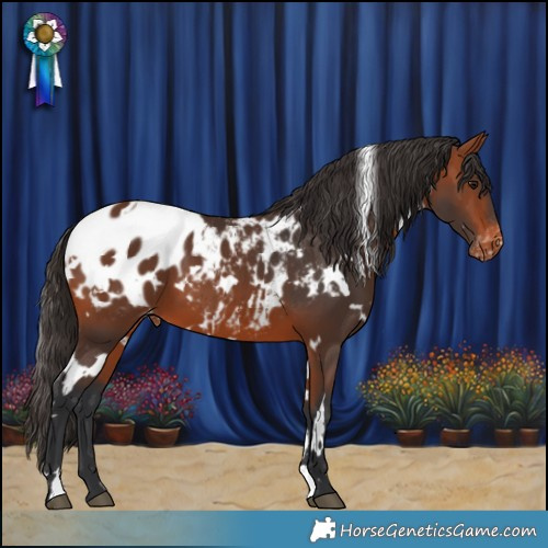 Horse Color:White Spotted Bay Appaloosa 