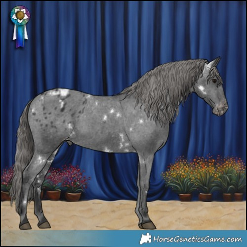 Horse Color:White Spotted Black Appaloosa 