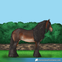 Horse Color:White Spotted Bay 