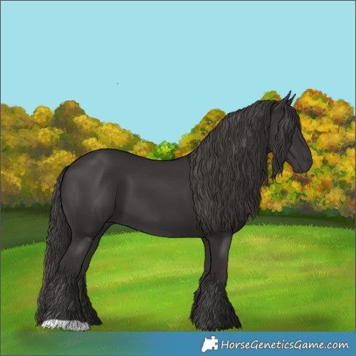 Horse Color:Smoky Black