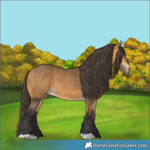 Horse Color:Buckskin