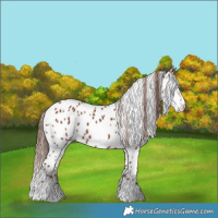 Horse Color:Chestnut Appaloosa 