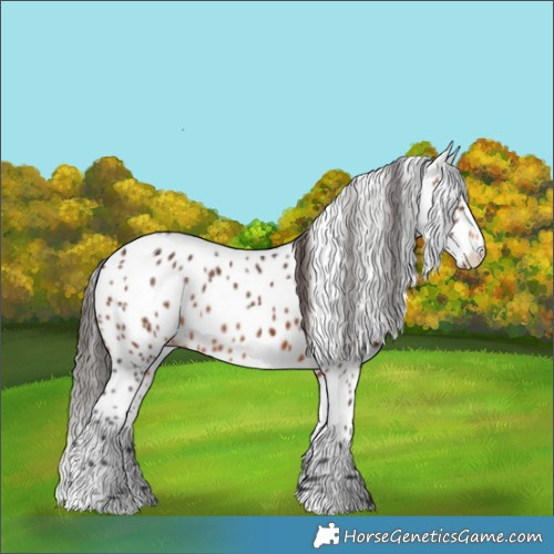 Horse Color:Brown Appaloosa