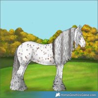 Horse Color:Brown Appaloosa