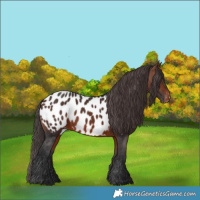 Horse Color:Bay Appaloosa 
