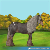 Horse Color:Liver Chestnut Appaloosa