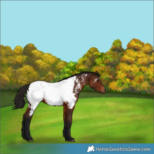 Horse Color:Gray Bay Appaloosa 