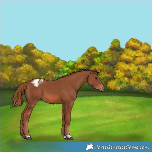 Horse Color:Chestnut Appaloosa