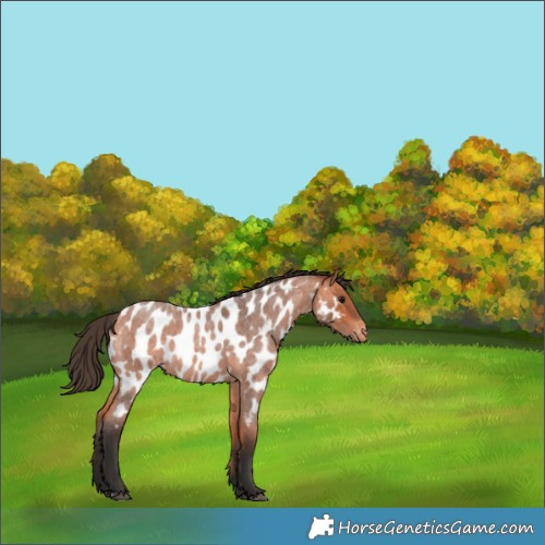 Horse Color:Bay Roan Appaloosa 