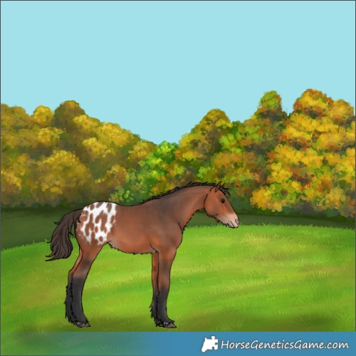 Horse Color:Bay Appaloosa 