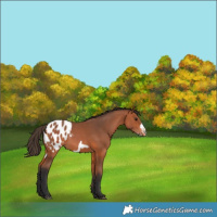 Horse Color:Bay Frame Blanket 