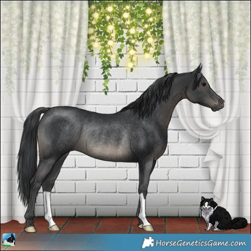 Horse Color:Black Rabicano 