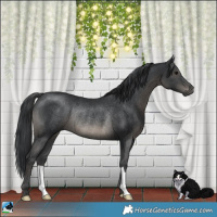 Horse Color:Black Rabicano