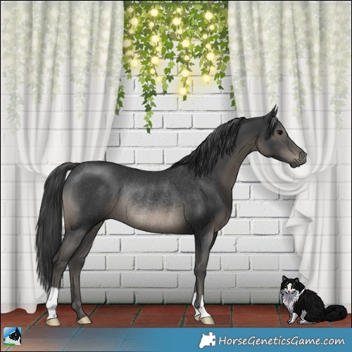 Horse Color:Black Rabicano 