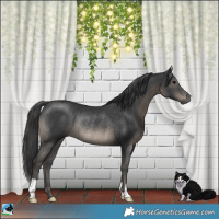 Horse Color:Black Rabicano