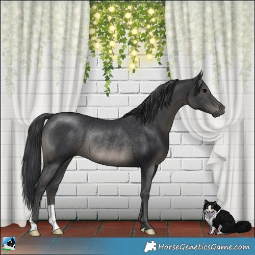 Horse Color:Black Rabicano 