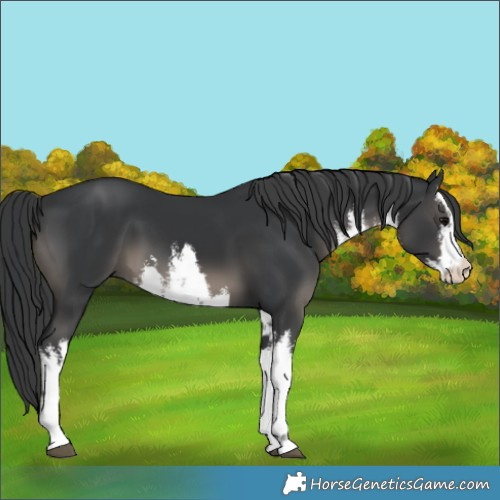 Horse Color:White Spotted Black
