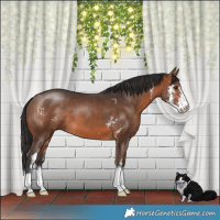 Horse Color:Brown Sabino
