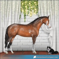 Horse Color:Brown Sabino