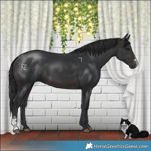 Horse Color:Brown Sabino 